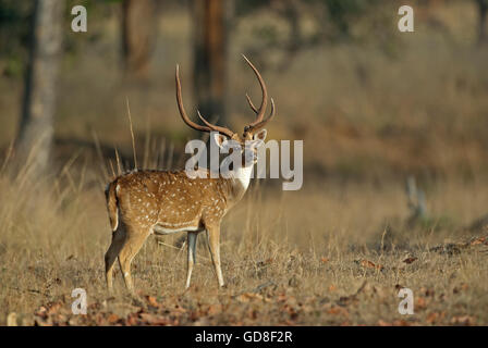 L'image de cerfs communs repèrés ( Axis axis ) a été prise dans le parc national de Bandavgarh, Inde Banque D'Images