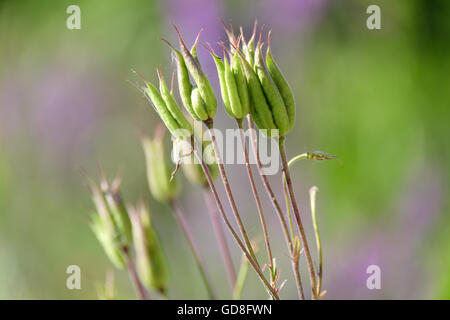 Graines ancolie aquilegia Banque D'Images