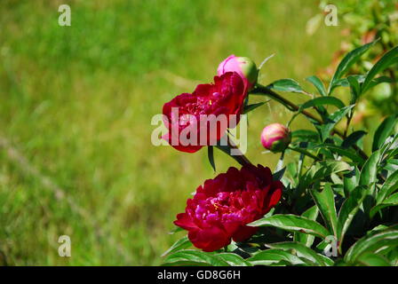 La pivoine rouge, paeonia veitchii, Banque D'Images