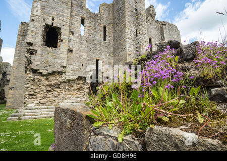 Château de Middleham dans Wensleydale, dans le comté du Yorkshire du Nord, en Angleterre, a été construite par Robert Fitzrandolph Banque D'Images