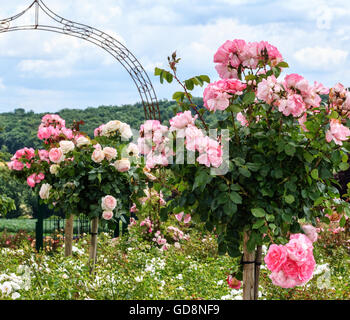 Une rangée de Standard rose Roses dans un jardin Banque D'Images