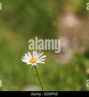 Concept d'été montrant un close-up avec des fleurs daisy avec abeille, insecte sur elle Banque D'Images