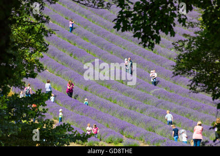 Lordington Lavender Farm, Lordington, Chichester, West Sussex, Royaume-Uni. 13 juillet 2016. Les visiteurs apprécient la lavande lors d'une journée portes ouvertes à la ferme de lavande de Lordington. Les gens qui marchent à travers des rangées de lavande. Banque D'Images