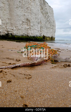 Hound infirmière Scyliorhinus Stellaris requins morts sur une plage de Kent après avoir été piégé dans net rejetés Banque D'Images