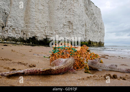 Hound infirmière Scyliorhinus Stellaris requins morts sur une plage de Kent après avoir été piégé dans net rejetés Banque D'Images