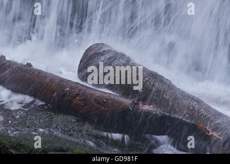 La mousse de l'eau tombant sur les troncs des arbres Banque D'Images