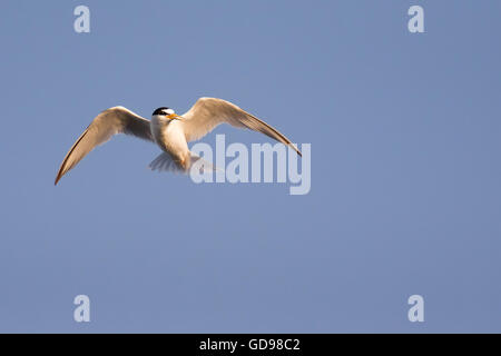 Moins d'oiseaux sterne avec des ailes de vol libre. Banque D'Images