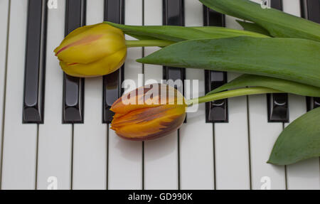 Tulipes orange et rouge sur un piano Banque D'Images