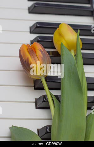 Tulipes orange et rouge sur un piano Banque D'Images