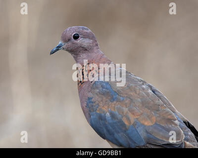 Laughing Dove, spilopelia senegalensis portrait Banque D'Images