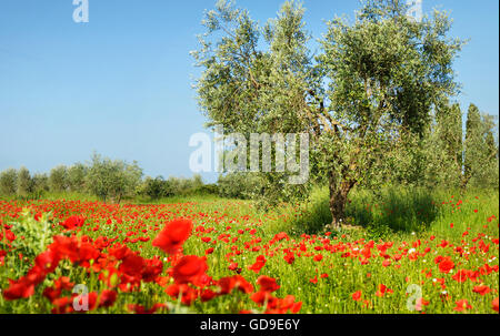 Vieil olivier entre rouge vibrant coquelicots dans une oliveraie avec un champ plein de fleurs sauvages en Toscane, Italie. Banque D'Images