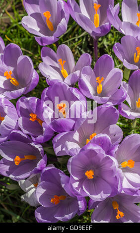 Les crocus mauve avec pistil jaune dans l'herbe verte Banque D'Images