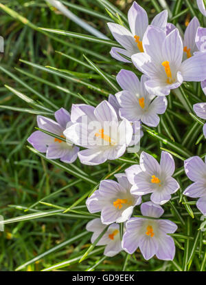 Les crocus violet avec pistil jaune dans l'herbe verte Banque D'Images