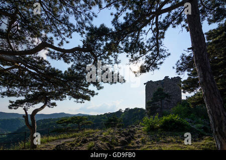 Mödling : la tour Noire dans le parc naturel Föhrenberge avec pin noir d'Autriche (Pinus nigra subsp . Nigra ), l'Autriche, l'Niederöster Banque D'Images