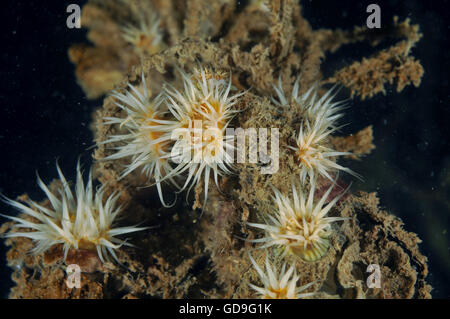 Les anémones à rayures blanches Anthothoe albocincta Banque D'Images