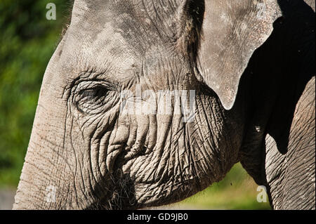 L'éléphant d'Asie ou d'Asie (Elephas maximus). Banque D'Images