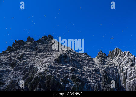 Des dizaines de milliers de fous de bassan vivent sur l'îlot rocheux de Skellig peu au large de la côte du comté de Kerry, Irlande. Anneau du Kerry Banque D'Images