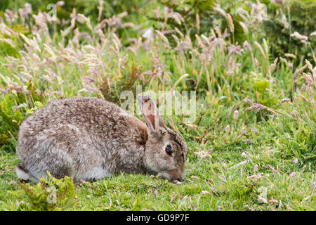 Un lapin sauvage sur l'île de Skomer Pembrokeshire Banque D'Images