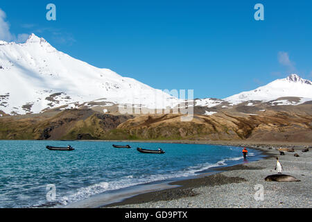 Plage de l'île de Géorgie du Sud et avec le personnel de l'expédition et le roi éléphant de pingouin. Banque D'Images