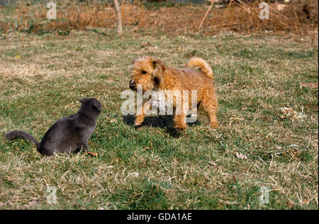 Rencontre Chat et chien Banque D'Images