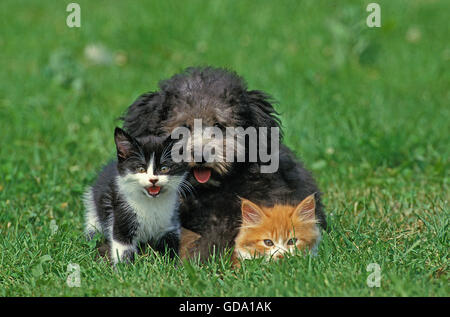 Caniche Miniature gris avec des petits chatons sur l'herbe Banque D'Images