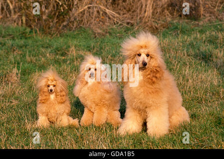 Toy abricot, Standard et caniche géant sitting on Grass Banque D'Images