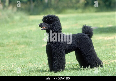 Caniche GÉANT NOIR, ADULTE DEBOUT SUR L'HERBE Banque D'Images