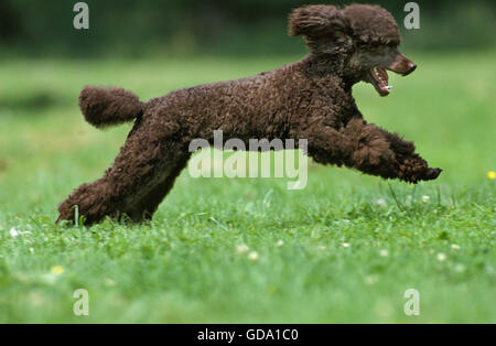 Caniche Miniature noir, Adulte running on Grass Banque D'Images