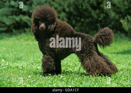 Caniche Miniature noir, adulte debout sur l'herbe Banque D'Images