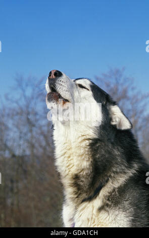 Portrait de chien malamute d'Alaska, de chien japper Banque D'Images