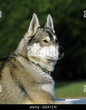 Husky de Sibérie, avec collier de chien Banque D'Images