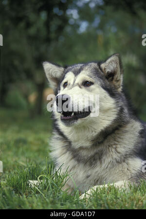 Chien Malamute d'Alaska, Portrait d'adulte Banque D'Images