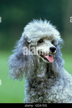 Caniche Miniature gris, Portrait de chien Banque D'Images