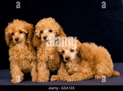 Caniche miniature d'abricots, petits sur fond noir Banque D'Images