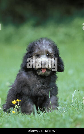 Caniche Miniature gris, Pup sitting on Grass Banque D'Images