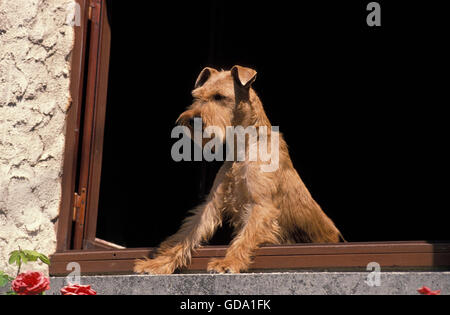 TERRIER IRLANDAIS, FENÊTRE À ADULTES Banque D'Images