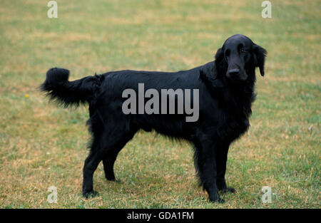 FLAT COATED RETRIEVER ADULTES, debout sur l'HERBE Banque D'Images