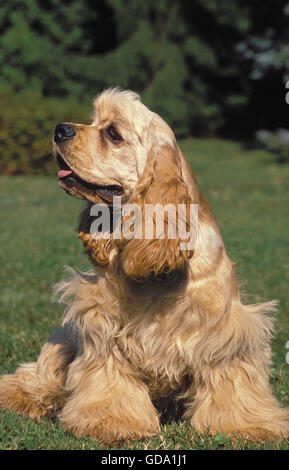 Chien COCKER AMÉRICAIN, DES PROFILS SITTING ON GRASS Banque D'Images