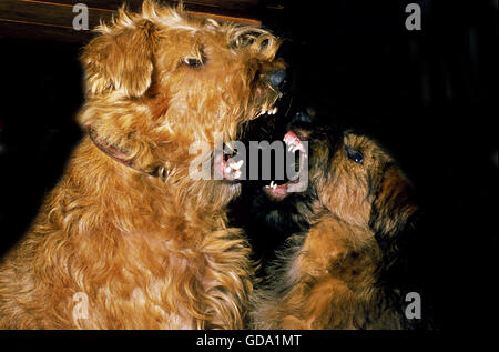 Terrier irlandais, Adulte et chiot snarling, posture agressive Banque D'Images