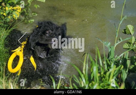 Chien chien de sauvetage de Terre-Neuve, qui sortent d'Lake Banque D'Images