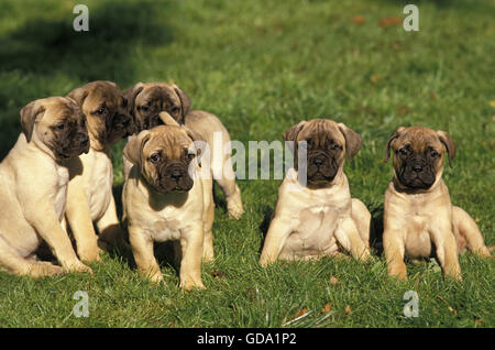 Chiens, Chiots Bullmastiff sitting on Grass Banque D'Images