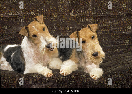 Wire-Haired Fox Terrier, Dog on Sofa Banque D'Images