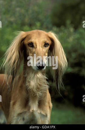 Chien Saluki, Portrait d'adulte Banque D'Images