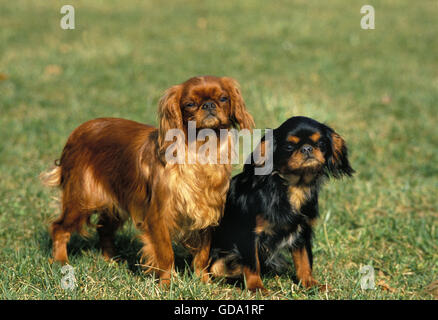 Cavalier King Charles Spaniel, chien debout sur l'herbe, Ruby et noir et feu Banque D'Images
