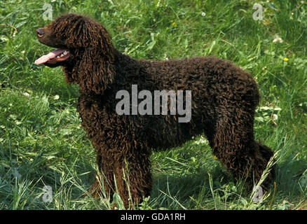 Irish Water Spaniel Dog standing on Grass Banque D'Images