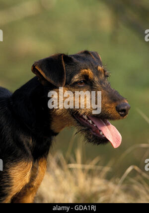 Jagd Terrier Dog, Portrait d'adulte avec langue Banque D'Images