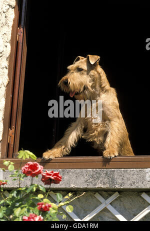 Chien de terrier irlandais à Window Banque D'Images