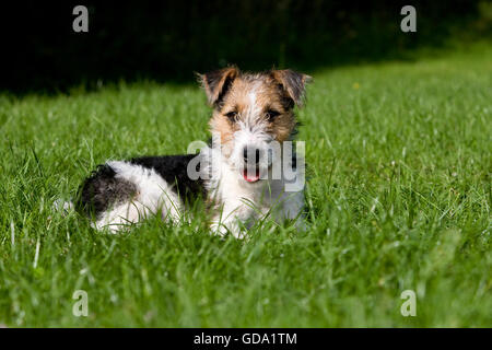 Wire-Haired Chien Fox Terrier, chiot portant sur la pelouse Banque D'Images