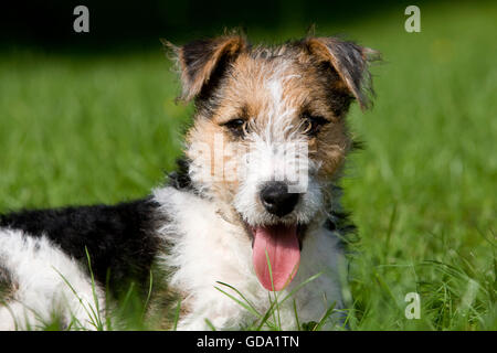 Wire-Haired Fox Terrier, chiot portant sur l'herbe, avec la langue dehors Banque D'Images