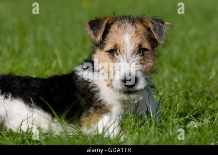 Wire-Haired Chien Fox Terrier, chiot portant sur la pelouse Banque D'Images